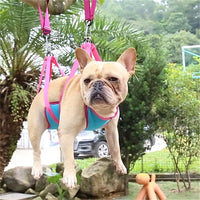 Pawz CalmClip™ — Pet Grooming Hammock for Cats & Dogs | Stress-Free Nail Trimming Harness | Optional Full Tool Kit 1